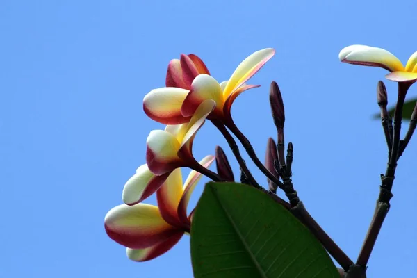 Widok Boku Żółte Czerwone Kwiaty Plumeria Lub Frangipani — Zdjęcie stockowe