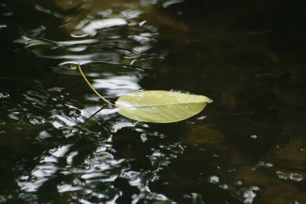 在池塘里飘浮的一片叶子 柔软的背景 — 图库照片