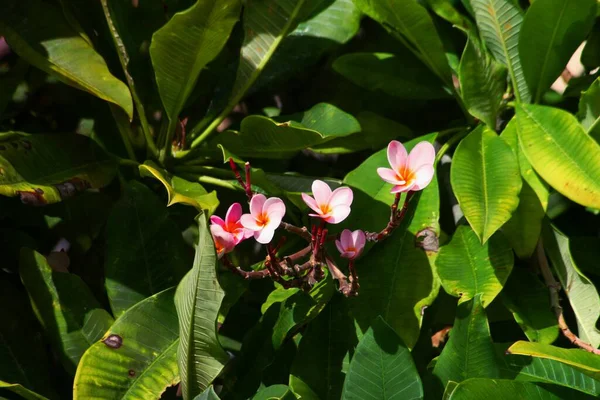 Gros Plan Fleurs Roses Jaunes Plumeria Frangipani — Photo