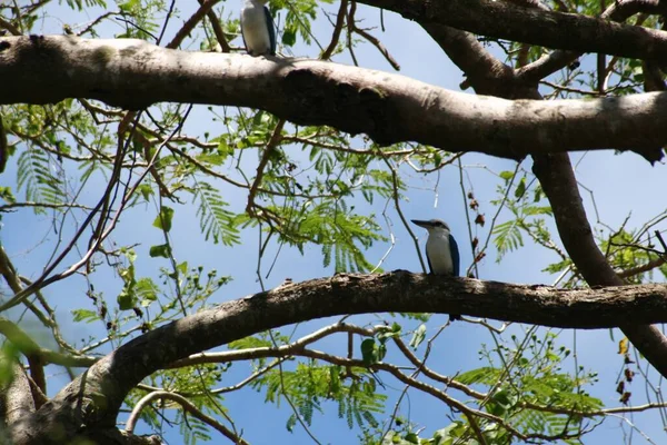 Ramos Árvore Com Pássaro Empoleirado Ramo — Fotografia de Stock