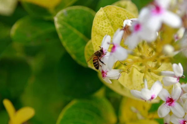 Bumble Abelha Chupando Néctar Flores Brancas Rosa — Fotografia de Stock