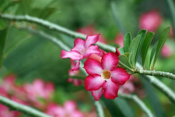 Wide Shot Bright Pink Desert Rose Flowers Garden — Stock Photo, Image