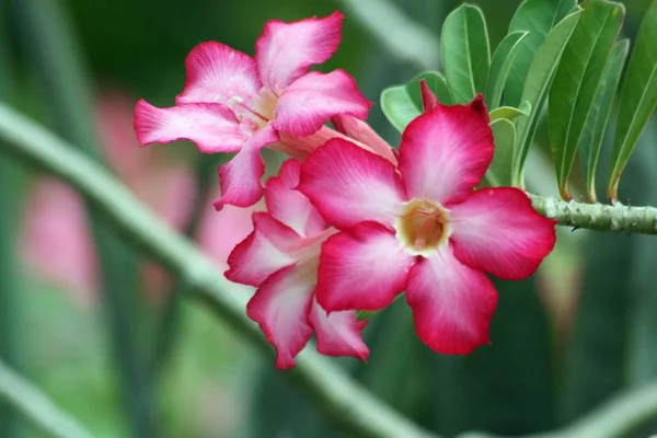 Medium Wide Shot Bright Pink Desert Rose Flowers Garden — Stock Photo, Image