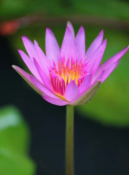 Eine Halbgeschlossene Rosa Und Gelbe Seerosenblume Einem Teich Weicher Hintergrund — Stockfoto