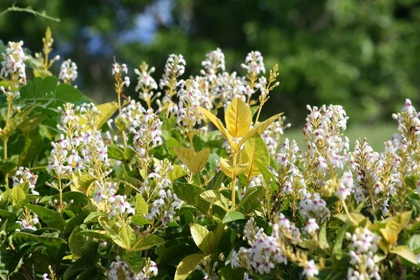 Clusores Pequenas Flores Brancas Prado — Fotografia de Stock