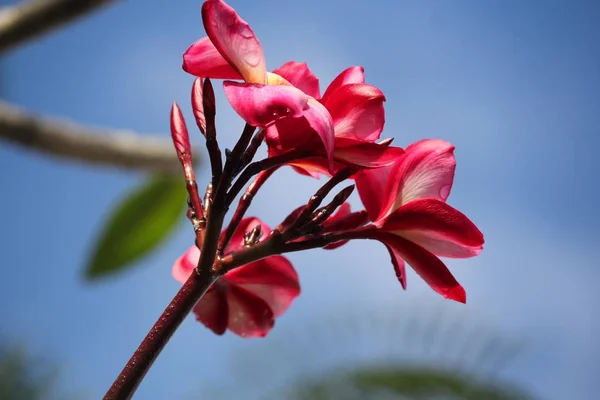 Branch Bright Rózsaszín Plumeria Vagy Frangipani Virágok Nedves Eső — Stock Fotó