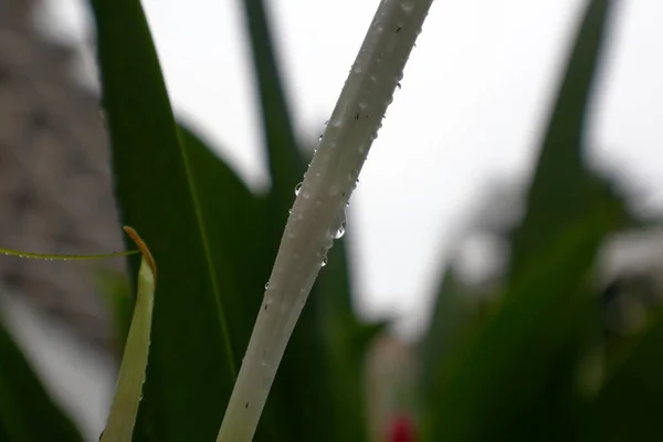 Dewdrops White Stalk Early Morning — Stock Photo, Image