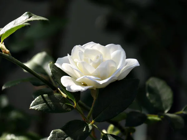 Single Bloeiende Witte Roos Een Tuin Donkere Achtergrond — Stockfoto