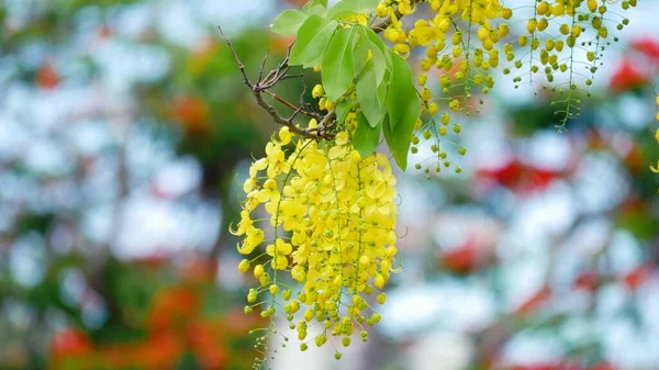 Belo Conjunto Flores Douradas Amarelas Brilhantes Chuveiro Bokeh Fundo — Fotografia de Stock