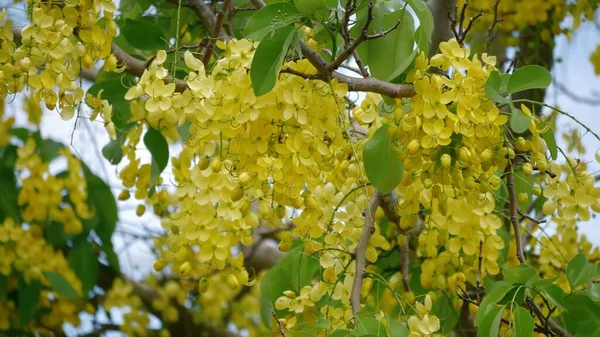 Clusters Vibrantes Flores Amarelas Douradas Chuveiro Penduradas Nas Árvores — Fotografia de Stock