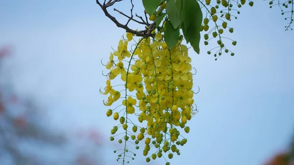 Eine Traube Leuchtend Gelb Goldener Duschblumen Weicher Hintergrund — Stockfoto