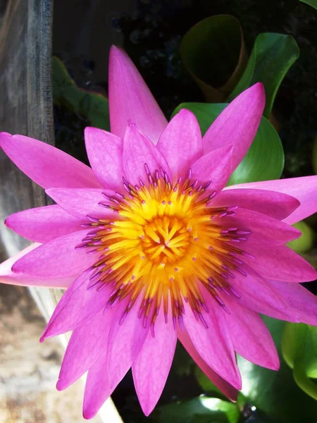 Portrait Close Pink Yellow Lotus Flower — Stock Photo, Image