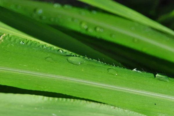 Clear dewdrops on long green leaves after a rain