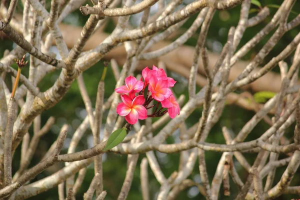 Невеликий Букет Яскраво Рожевих Франгіпані Або Сливових Квітів — стокове фото
