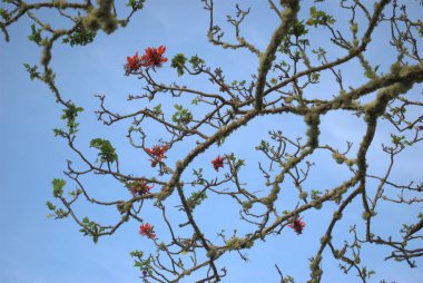 Bir ağacın dalları yosun ve birkaç kırmızı çiçekle kaplıdır.