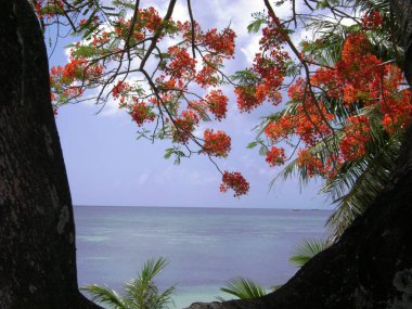 Blooming flame tree fowers growing by the beach clipart