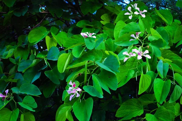 Пышные Зеленые Листья Маленькими Фиолетовыми Цветами — стоковое фото