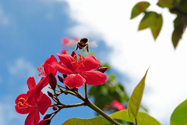 一只笨重的蜜蜂在红色的花冠上盘旋 — 图库照片