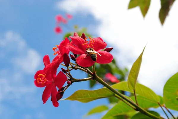 一只大黄蜂从红色的牡丹花中吸蜜 — 图库照片