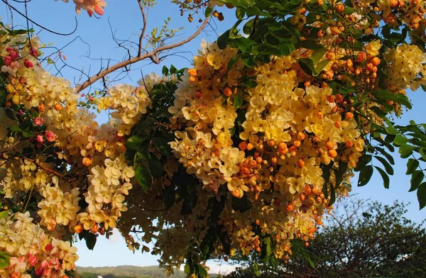 Buquês Grossos Flores Coloridas Chuveiro Árvore Arco Íris — Fotografia de Stock
