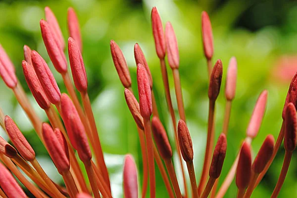 Belo Buquê Flores Vermelhas Fundo Macio — Fotografia de Stock