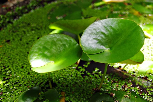 Frische Grüne Seerosenblätter Teich — Stockfoto