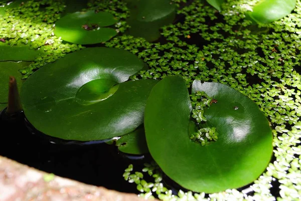 연못에 잎으로 크기의 — 스톡 사진