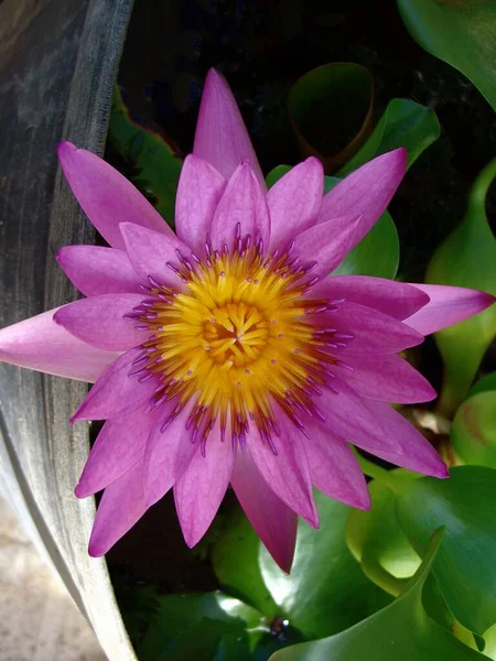 Closeup Pink Yellow Blooming Lotus Flower Pot — Stock Photo, Image