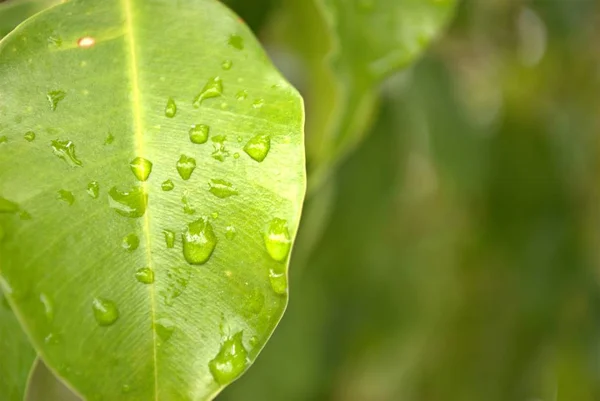 Close Wet Leaf Rain Dewdrops — Stock Photo, Image