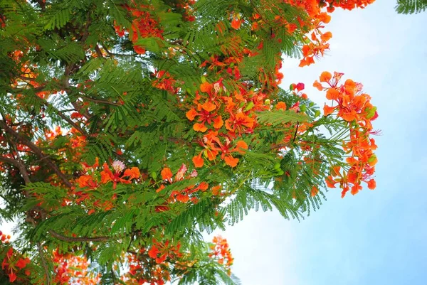 Natural bouquets of blooming flame tree flowers in the tree