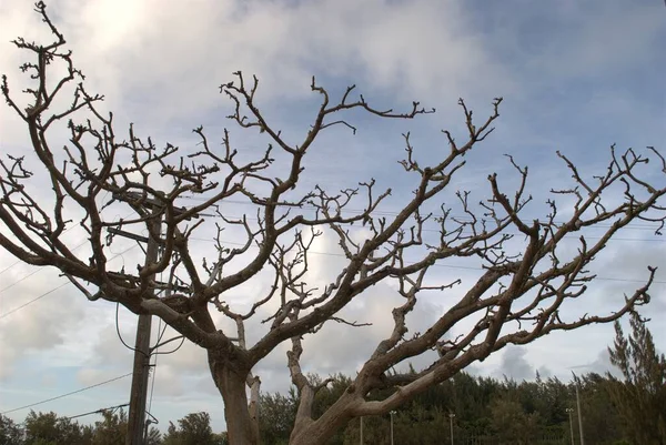 Hauts Arbres Sans Feuilles Plan Vers Haut — Photo