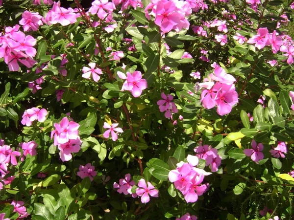 Fleurs Roses Blanches Pervenche Rosée Dans Parc — Photo