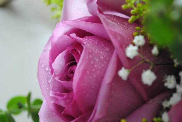 Close Widok Boku Różowej Róży Rosy Miękkie Tło — Zdjęcie stockowe