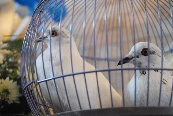 Dois Pássaros Brancos Uma Gaiola Usada Para Uma Cerimônia Casamento — Fotografia de Stock