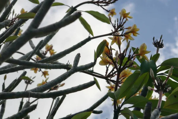 Ramos Flores Plumeria Também Chamadas Flores Frangipano — Fotografia de Stock