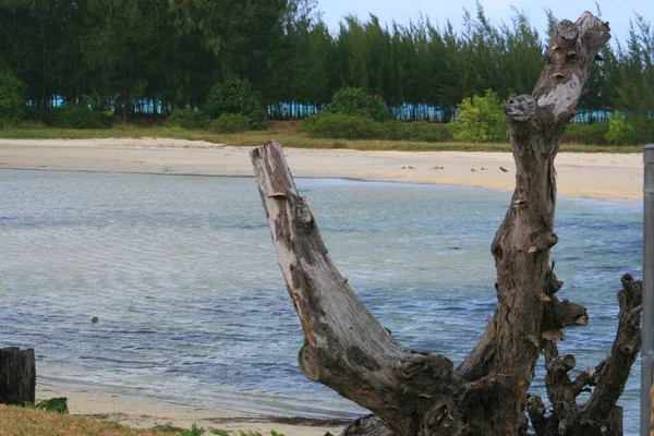 涨潮时 树桩在海中的一潭水旁边 — 图库照片