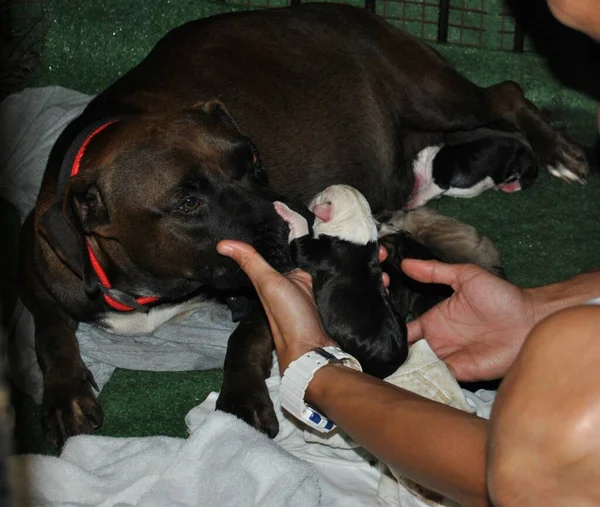 Man holding a newborn puppy to its mother right after birth
