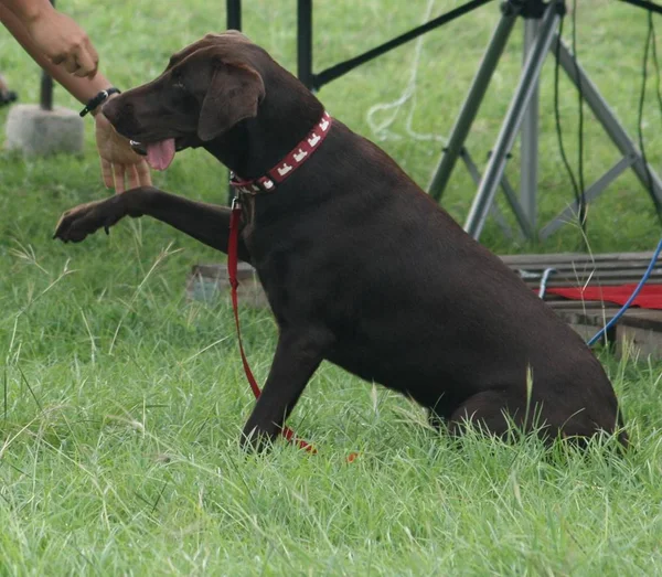Dog lifting its paw to shake the hand of a man