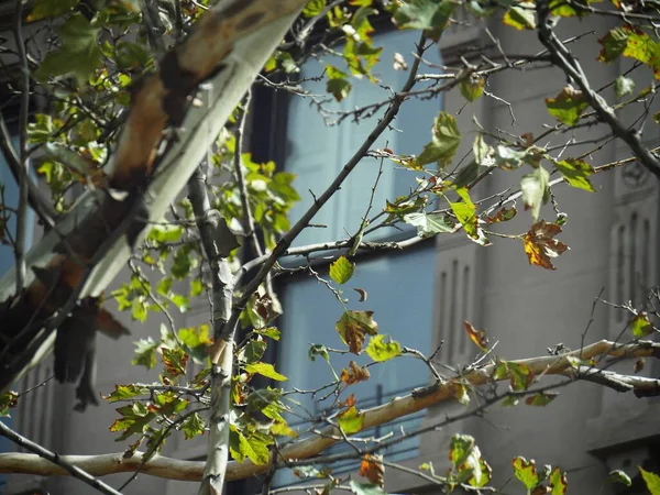 Arbuste Épineux Partiellement Avec Une Vitre Floue Vieux Bâtiment Arrière — Photo