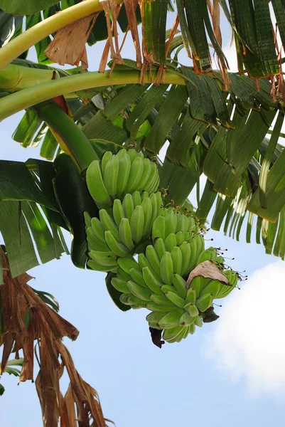바나나 나무에 매달려 바나나 — 스톡 사진