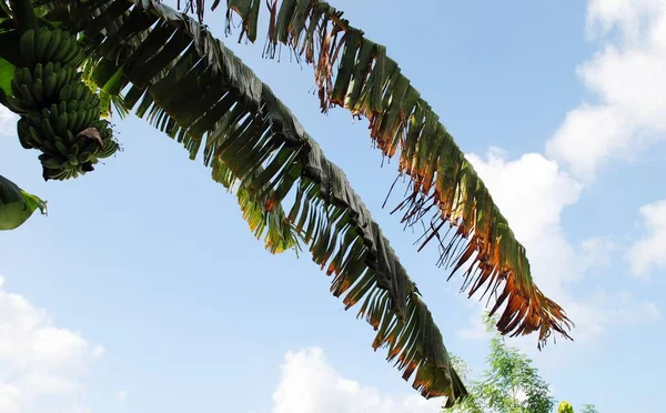 Hojas Plátano Con Manojo Plátanos Verdes Colgando Planta — Foto de Stock