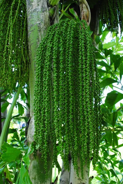 Lunghi Fili Giovane Noce Betel Verde Appesi All Albero — Foto Stock