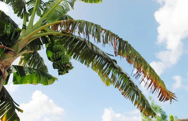 Brett Skott Bananplanta Med Ett Gäng Gröna Bananer Hängande Bildar — Stockfoto
