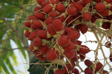 Ağaçtan sarkan kırmızı betel fındıkları yakın çekim. 