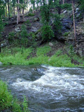 Fish Hook piknik alanındaki küçük bir nehrin portresi, Custer State Park, Güney Dakota.