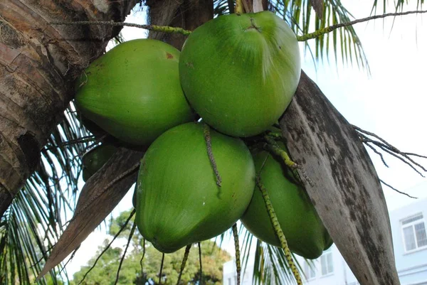 ココナッツの木からぶら下がっ若いココナッツの果物 上向きのショット — ストック写真