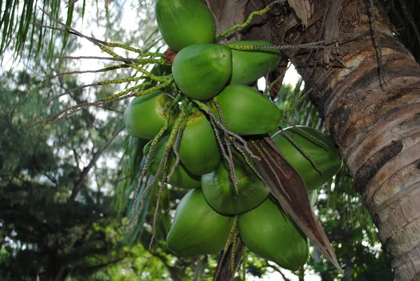 Banda Młodych Owoców Kokosowych Wiszących Drzewie Kokosowym Strzał Górę — Zdjęcie stockowe