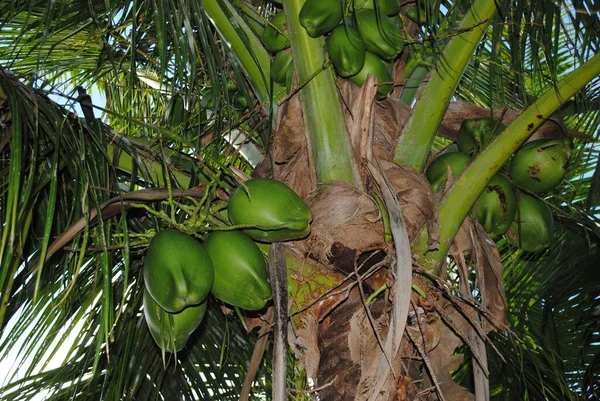 Aufwärtsschuss Eines Kokosnussbaums Mit Mehreren Trauben Kokosnussfrüchten — Stockfoto