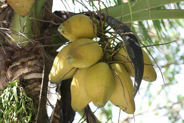 Ein Bündel Junger Gelber Kokosnussfrüchte Hängt Kokosnussbaum — Stockfoto