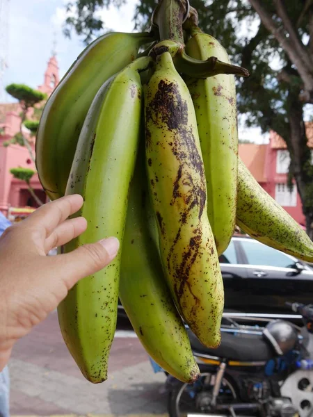 Bananas Verdes Grandes Com Uma Mão Estendendo — Fotografia de Stock